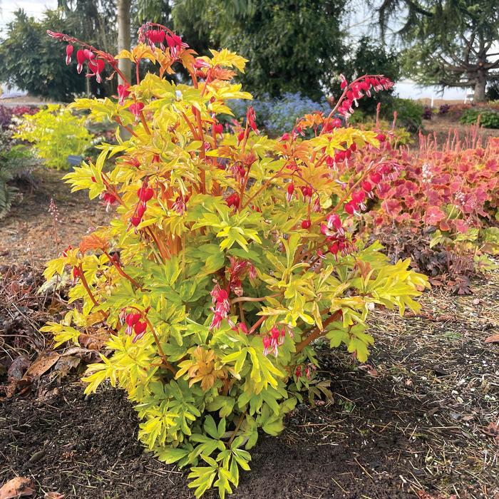 Bleeding Hearts - Dicentra spectabilis 'Ruby Gold' 