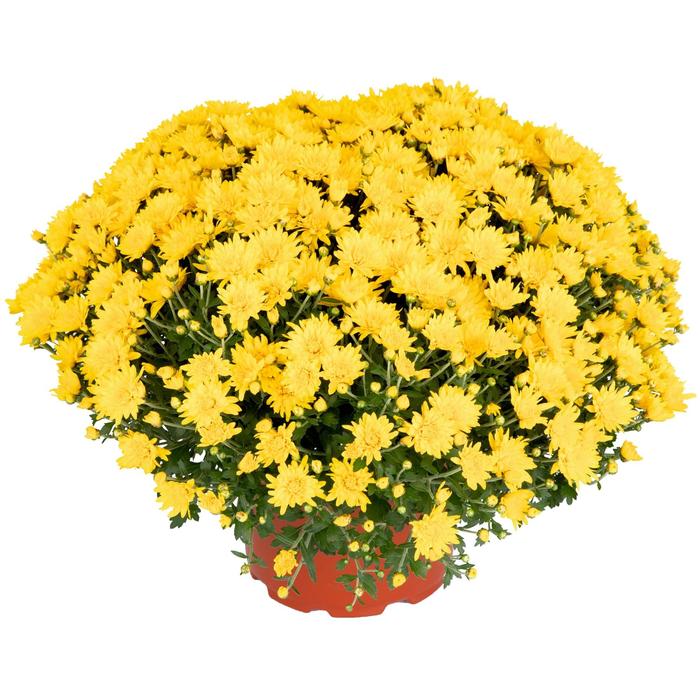 Skylar™ Yellow Garden Mum - Chrysanthemum x morifolium