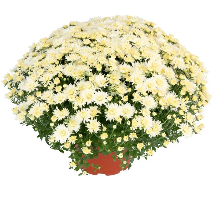 Norah™ White Garden Mum - Chrysanthemum x morifolium