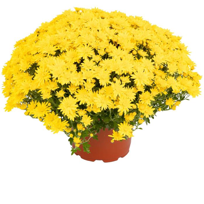 Nadia™ Yellow Garden Mum - Chrysanthemum x morifolium