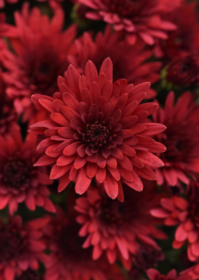 'Cosmic Fireball Red' Garden Mum - Chrysanthemum x morifolium