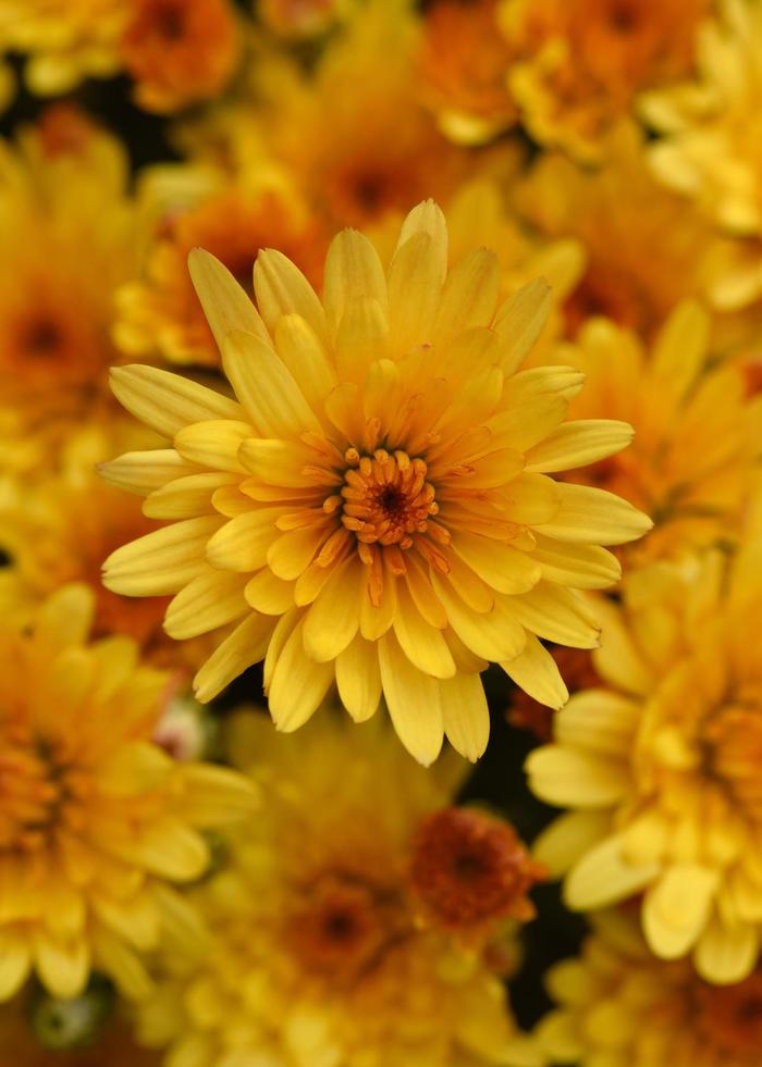 'Cosmic Solar Yellow' Garden Mum - Chrysanthemum x morifolium