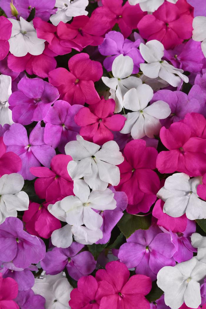 Beacon® 'Chicago Mix' - Impatiens walleriana