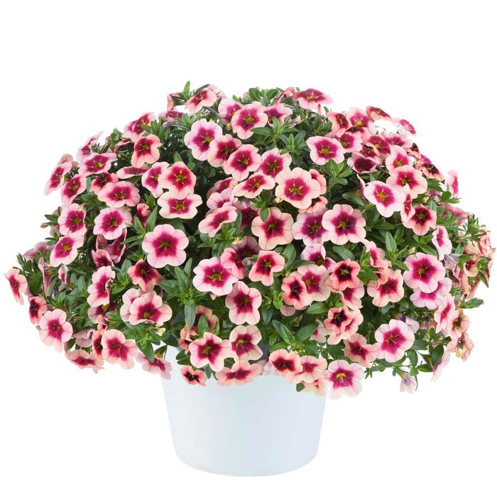 Eyeconic&trade; Strawberry - Calibrachoa