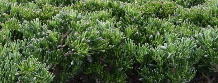 'Hobbit' - Crassula ovata