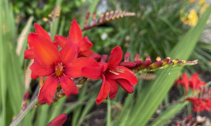 Montbretia - Crocosmia 'Diablito' 