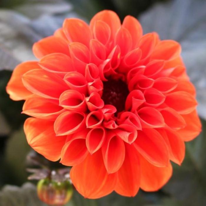 'Temptation Orange' - Dahlia 