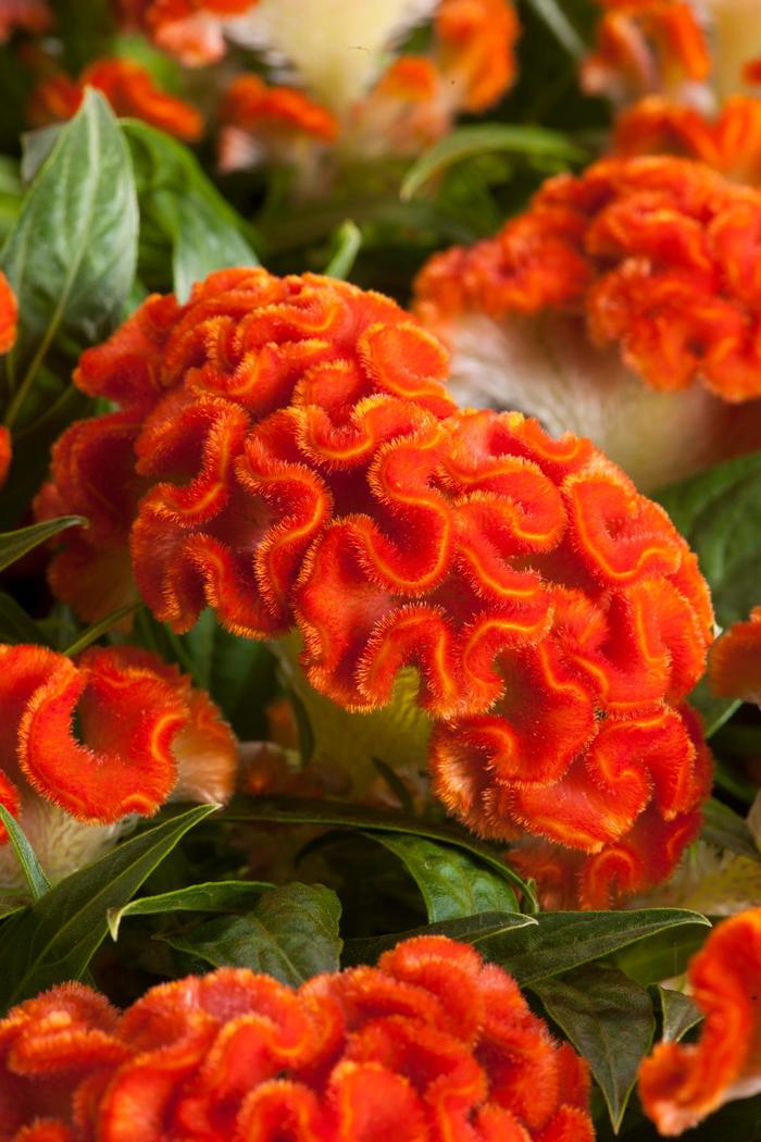 Twisted Dark Orange - Celosia Twisted Dark Orange - Celosia