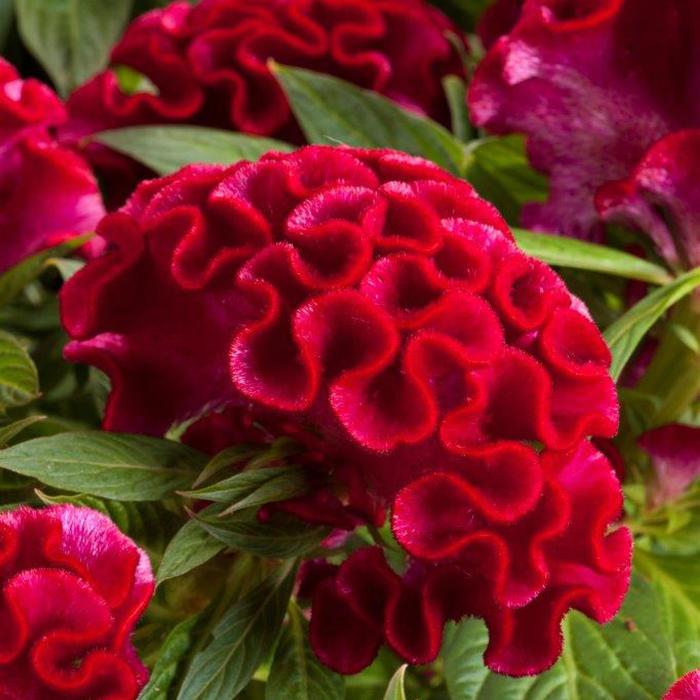 Twisted Strawberry - Celosia Twisted Strawberry - Celosia