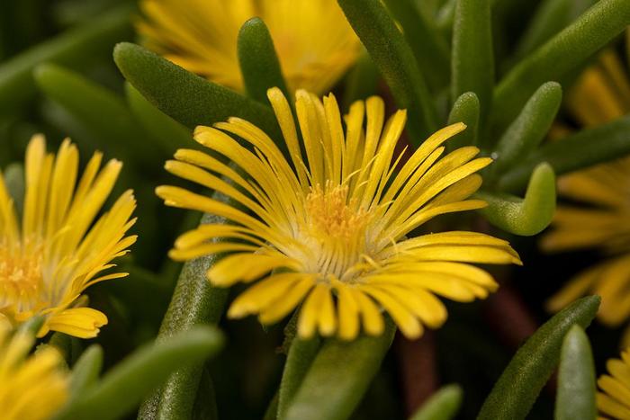 Iceplant - Delosperma cooperi Delmara&trade; Yellow