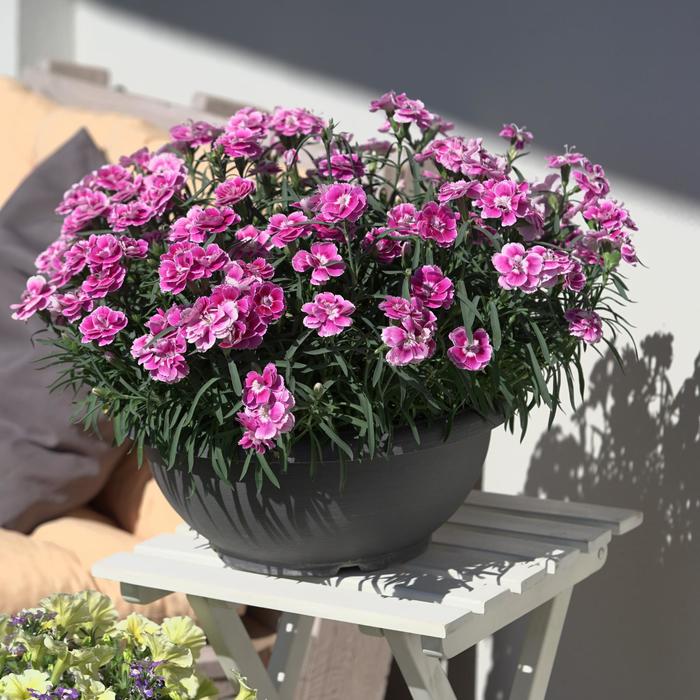 Capitán™ Magnifica - Dianthus Capitán™ Magnifica - Dianthus