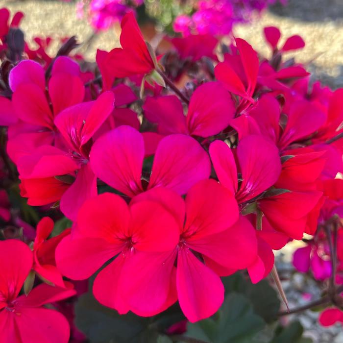 Caldera™ Hot Pink - Pelargonium (Interspecific Geranium)