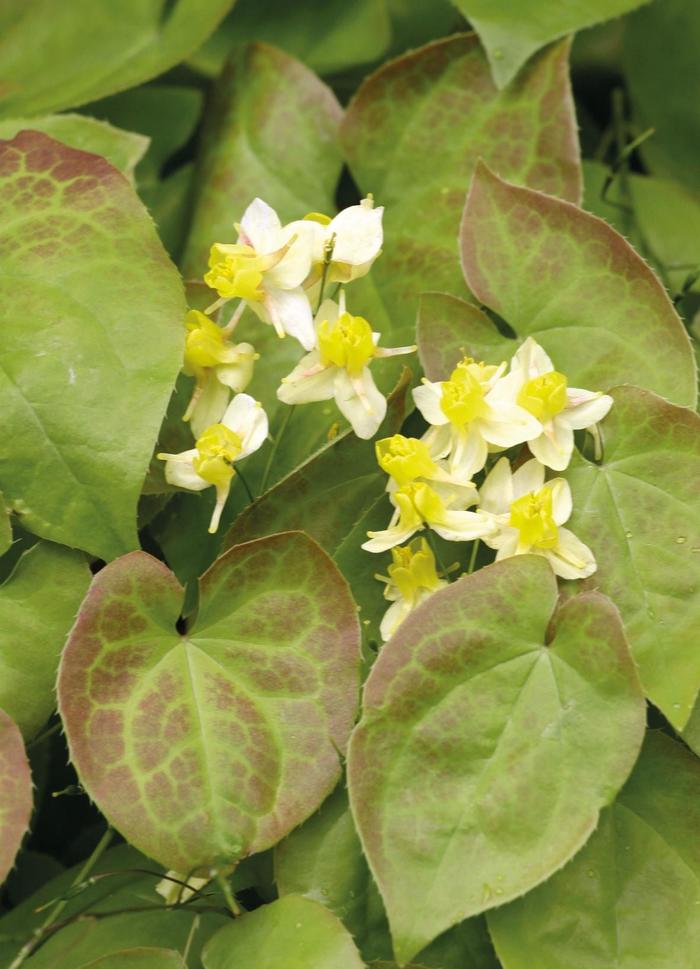 Barrenwort - Epimedium x 'Sulphureum' 