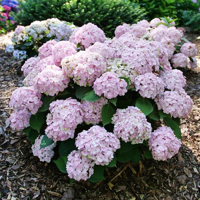 Wee Bit Innocent® Bigleaf Hydrangea - Hydrangea macrophylla Wee Bit Innocent® Bigleaf Hydrangea - Hydrangea macrophylla