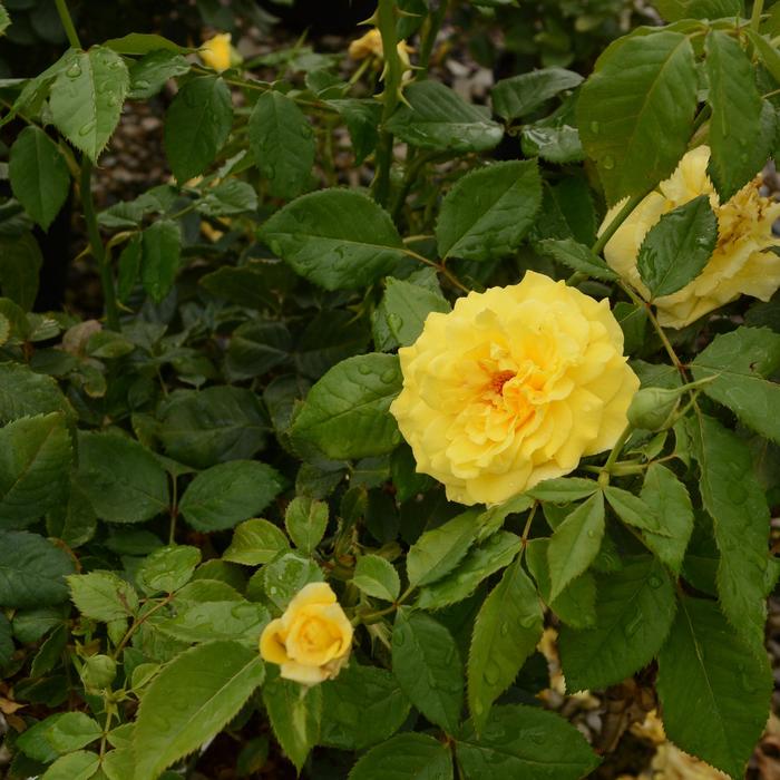 Rose - Rosa 'Sunsprite'