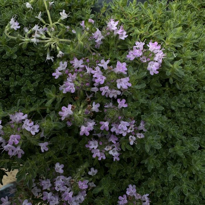 Ornamental Thyme - Thymus serpyllum 'Pink Chintz' 