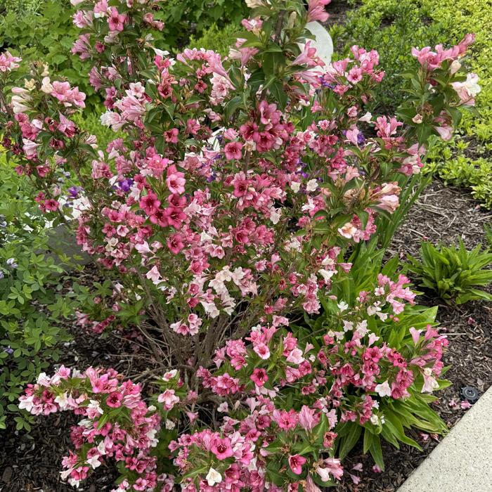 Czechmark Trilogy® - Weigela florida