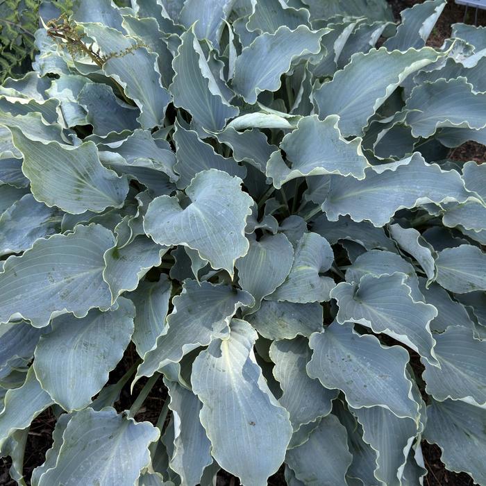 Plantain Lily - Hosta 'Tears in Heaven'