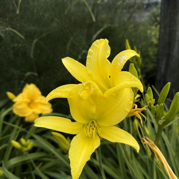 Daylily - Hemerocallis 'Hyperion' 