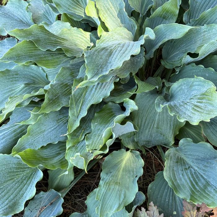 Plantain Lily - Hosta 'Neptune'