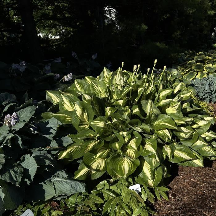 Shadowland® 'Miss America' - Hosta (Plantain Lily, Hosta)