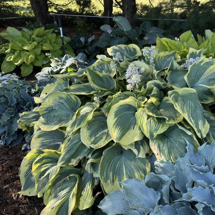 Plantain Lily - Hosta 'Earth Angel' 