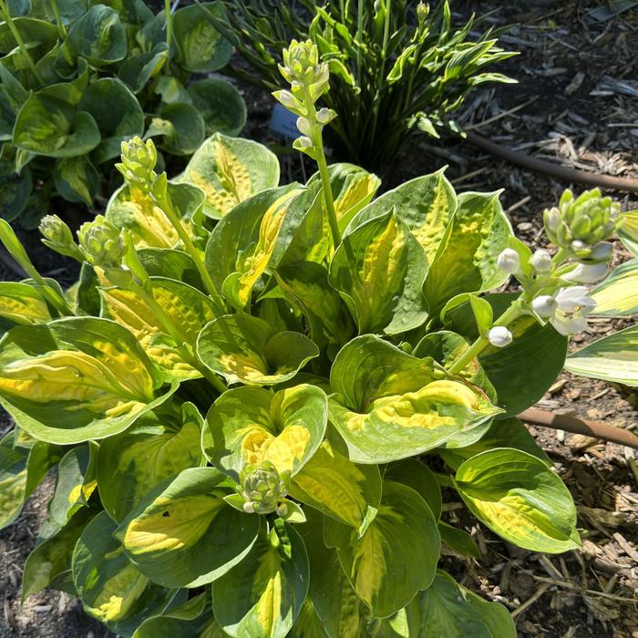 Plantain Lily - Hosta 'Pocketful of Sunshine' 