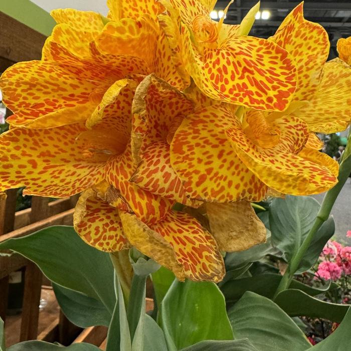 Cannova® 'Gold Leopard' - Canna x generalis (Canna Lily)