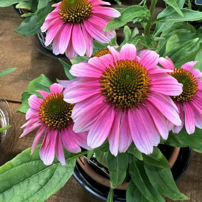 Coneflower - Echinacea 'French Tips' 