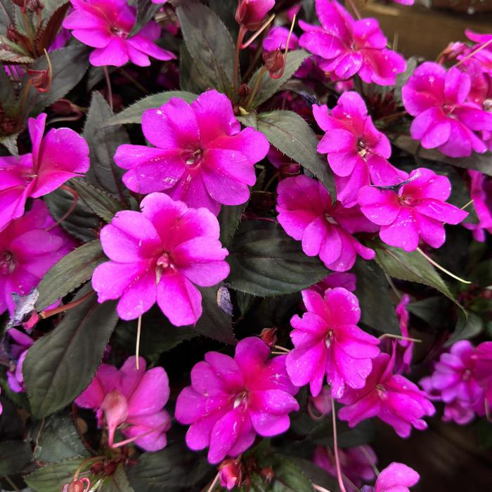 SunPatiens® Compact Purple Candy Imp - Impatiens 