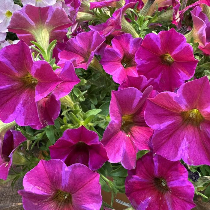 SuperCal® Premium 'Rose Star' - Petchoa (Petunia)