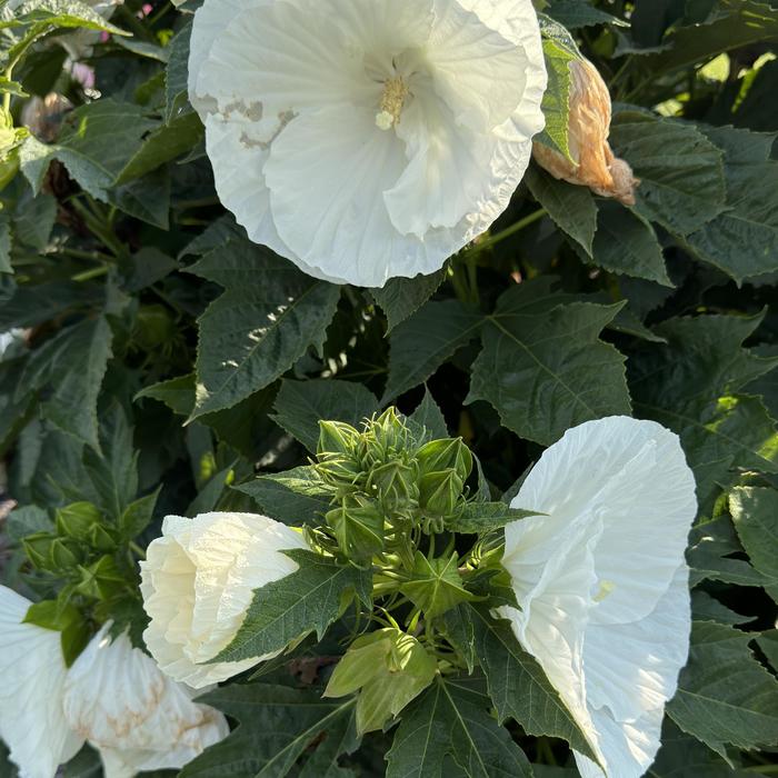 Rose Mallow - Hibiscus moscheutos 'Marshmallow Moon' 