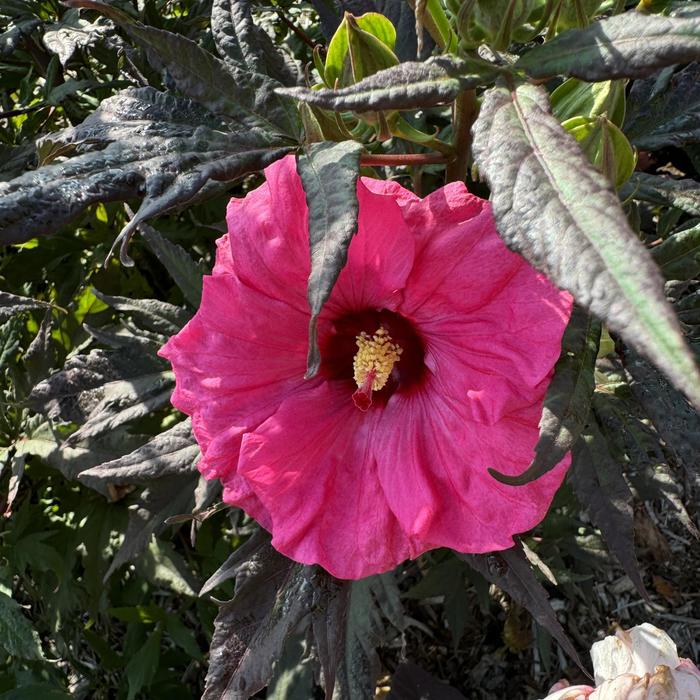 Rose Mallow - Hibiscus 'Inner Glow' Rose Mallow - Hibiscus 'Inner Glow'