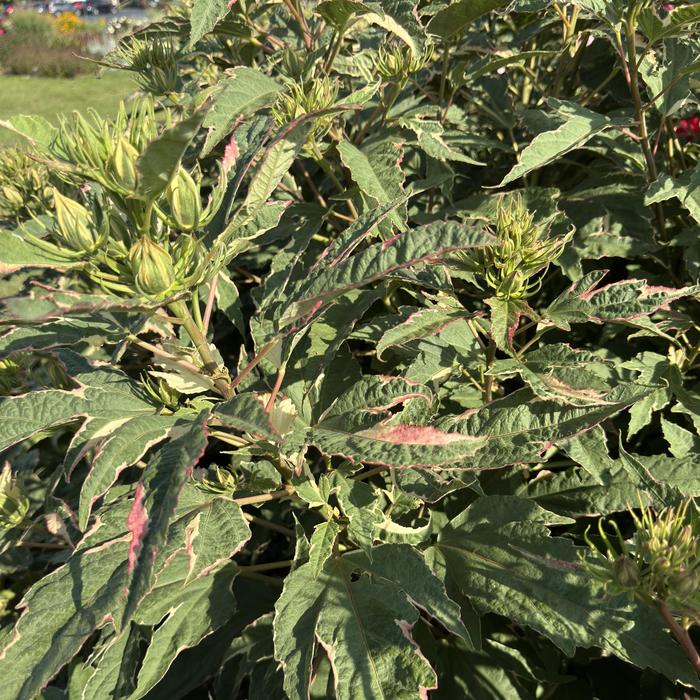 Rose Mallow - Hibiscus 'Summer Carnival' 