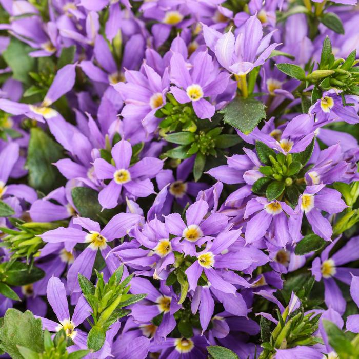 Stardiva™ Blue - Scaevola (Fan Flower)