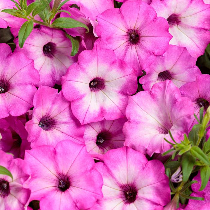 Supertunia Tiara® Pink - Petunia