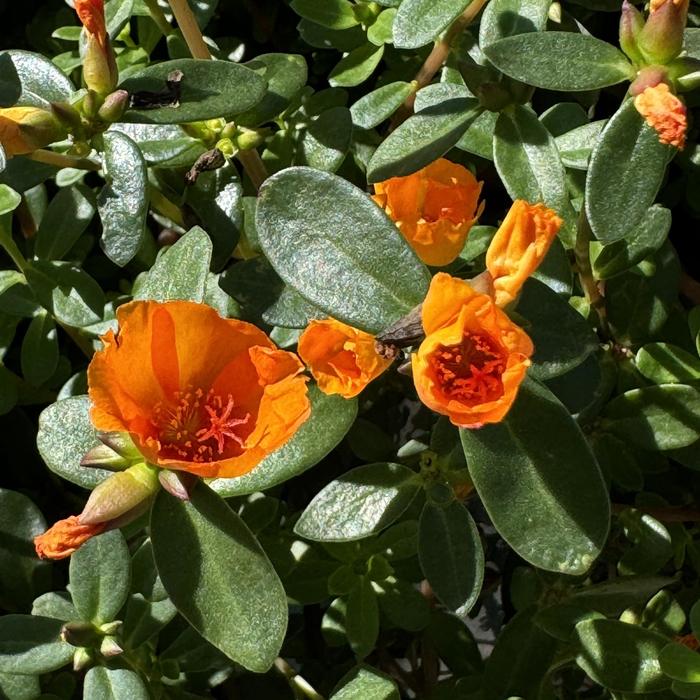 Mojave® Mango - Portulaca umbraticola (Purslane)