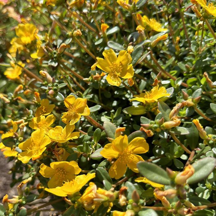 Mojave® 'Yellow' - Portulaca umbraticola (Purslane)