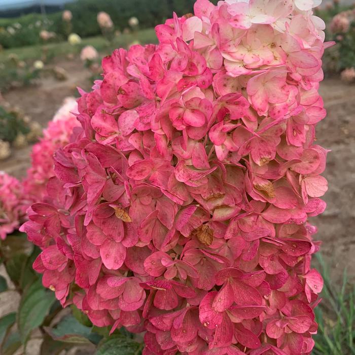 Magical&trade; 'Ruby Snow' - Hydrangea paniculata