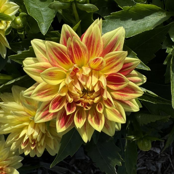 Hypnotica® Candy Corn - Dahlia Hypnotica® Candy Corn - Dahlia