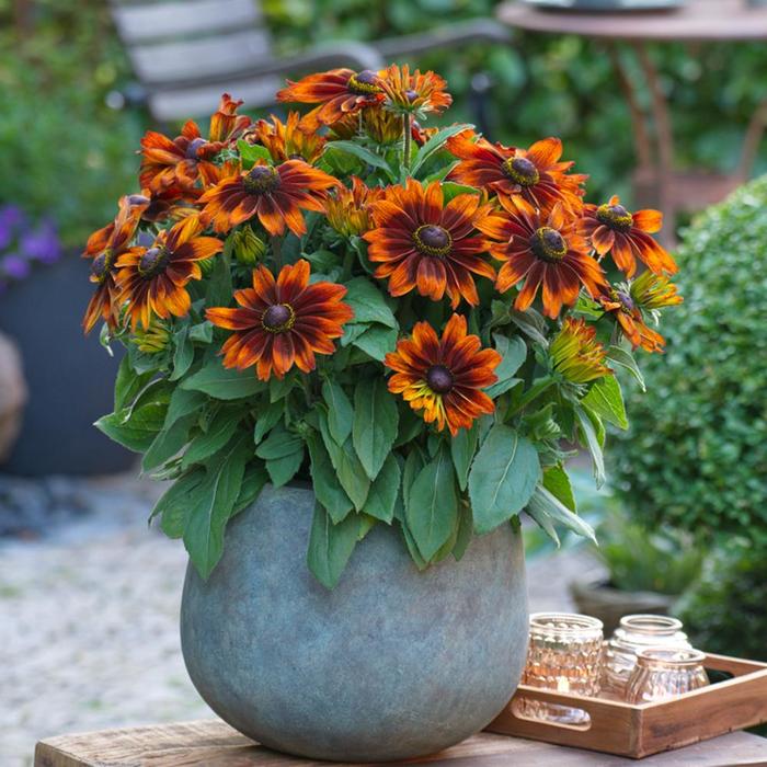 Sunbeckia® 'Sarah' - Rudbeckia hirta