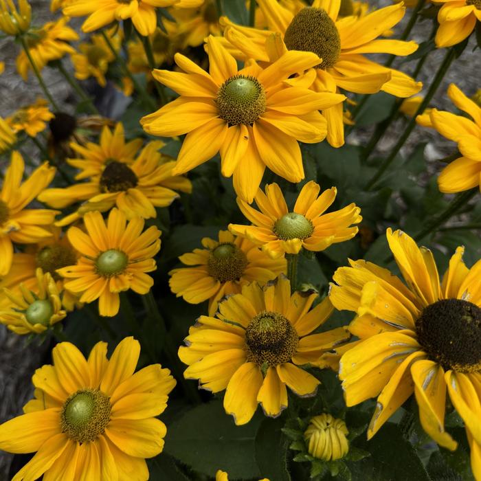 'Amarillo Gold' Black-Eyed Susan - Rudbeckia hirta