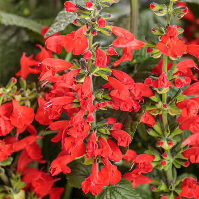 Unplugged® Red Scarlet Sage - Salvia coccinea