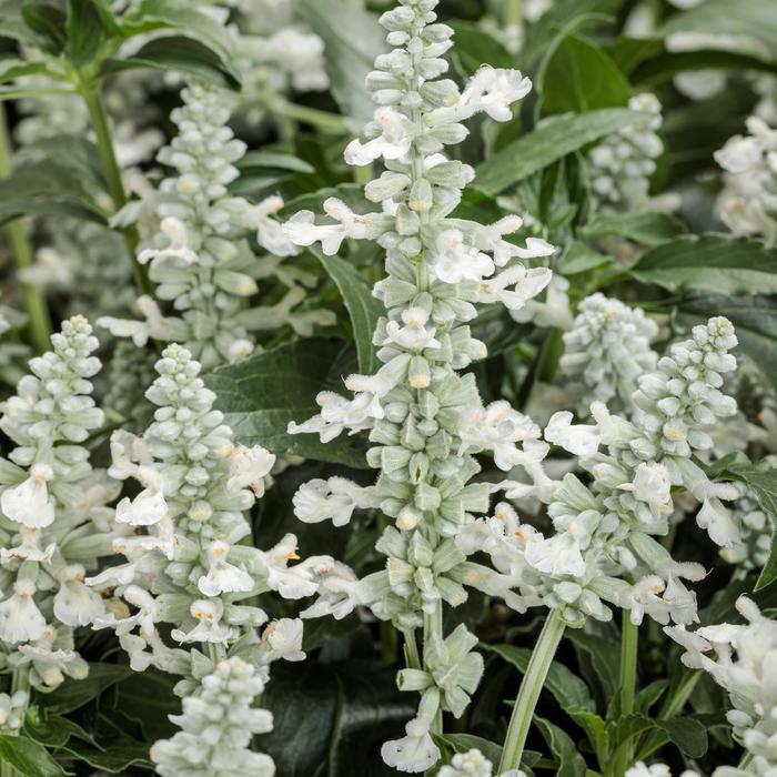 Unplugged™ White - Salvia farinacea (Mealycup Sage)