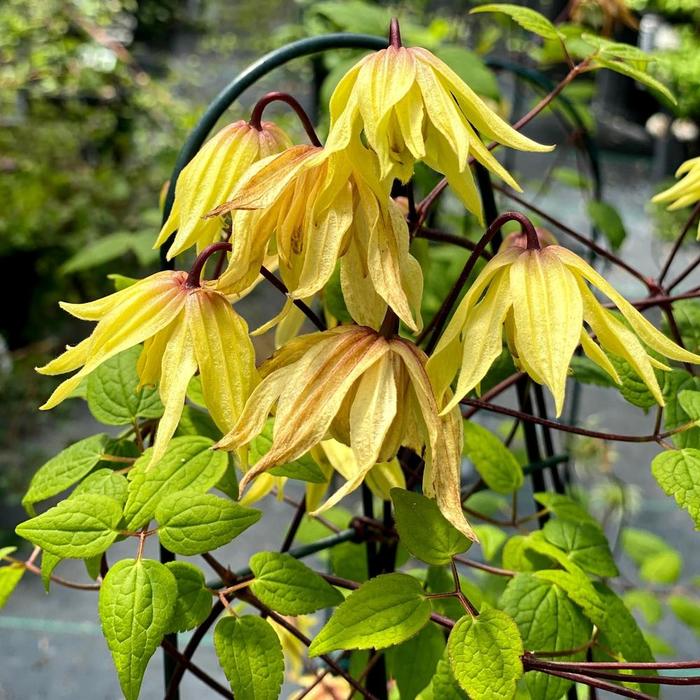 Funyella® - Clematis Funyella® - Clematis