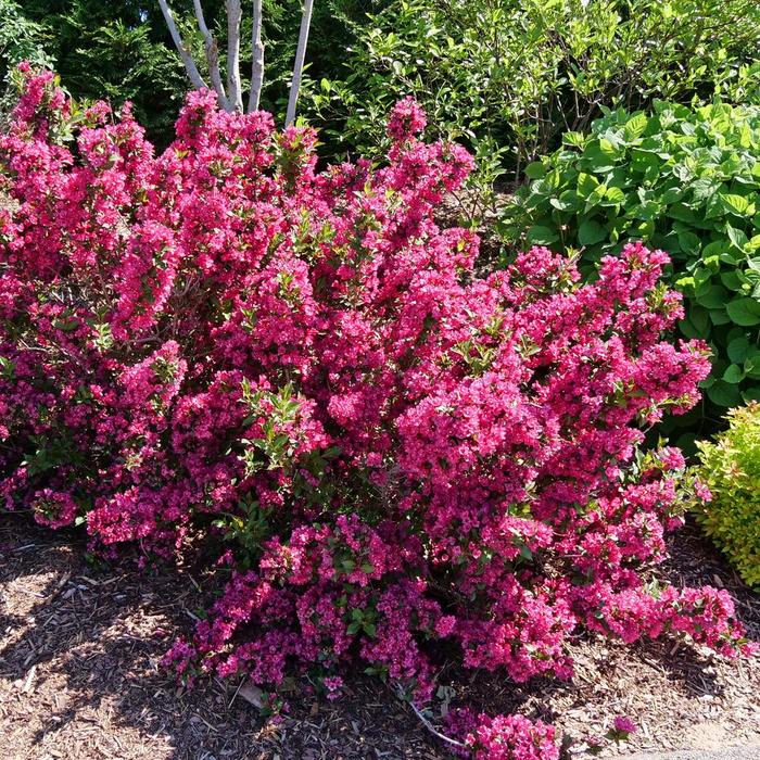 Sonic Bloom® 'Punch' - Weigela florida