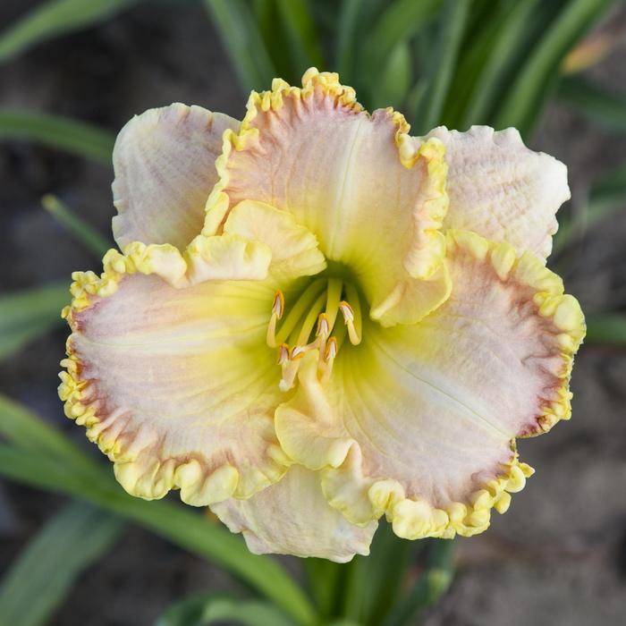 Daylily - Hemerocallis 'Singular Sensation' 