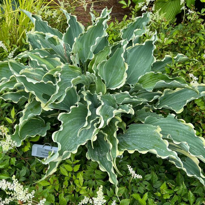 Plantain Lily - Hosta 'Dancing in the Moonlight' 