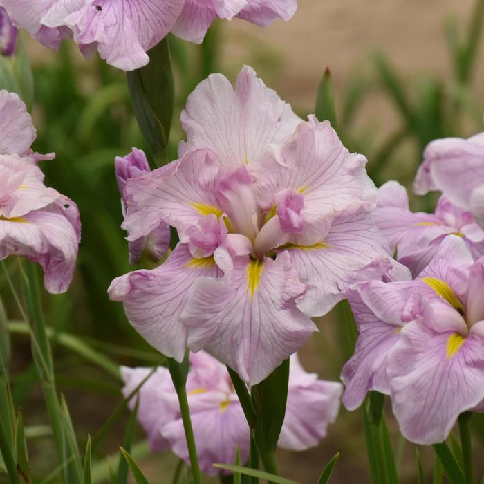 Japanese Iris - Iris ensata 'Pinkerton' 