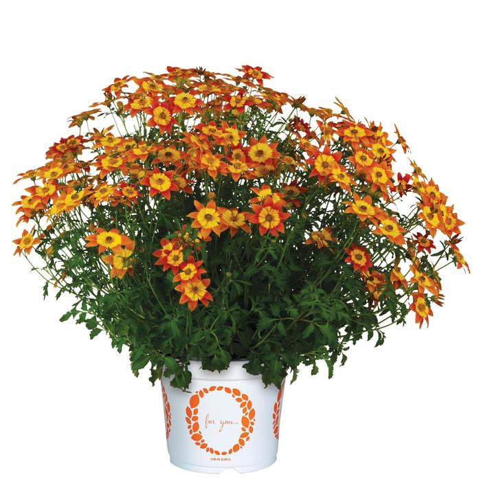 Bidy Boom Wildfire - Bidens
